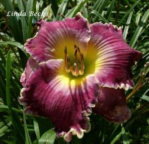 Linda Beck (Agin, 2005)